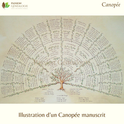 Canopée - Passion Généalogie
Illustration complétée