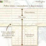 Un support pour décliner l'ascendance et la descendance